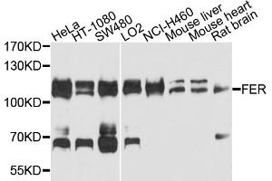 Western blot analysis of extracts of various cell lines, using FER antibody. (FER antibody)
