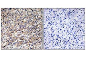 Immunohistochemistry (IHC) image for anti-COX17 Cytochrome C Oxidase Assembly Protein 17 (COX17) (N-Term) antibody (ABIN1850318)