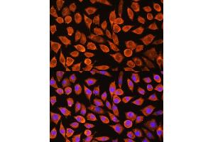 Immunofluorescence analysis of L929 cells using PDXP Rabbit pAb (ABIN7269758) at dilution of 1:100. (PDXP antibody  (C-Term))