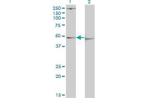 Western Blot analysis of PDK3 expression in transfected 293T cell line by PDK3 monoclonal antibody (M01), clone 2B11. (PDK3 antibody  (AA 174-263))