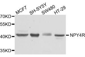 Western blot analysis of extract of various cells, using NPY4R antibody. (NPY4R antibody)