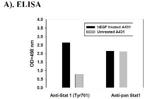 Image no. 2 for Signal Transducer and Activator of Transcription 1, 91kDa (STAT1) ELISA Kit (ABIN625231)