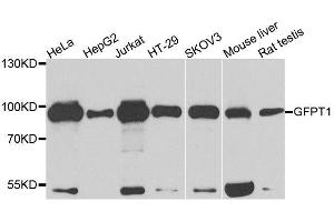 Western blot analysis of extracts of various cell lines, using GFPT1 antibody. (GFPT1 antibody  (AA 1-150))