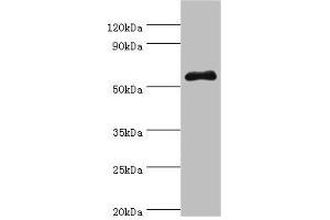 Western blot All lanes: SEMG1 antibody at 4 μg/mL + Mouse gonad tissue Secondary Goat polyclonal to rabbit IgG at 1/10000 dilution Predicted band size: 53, 46 kDa Observed band size: 53 kDa (SEMG1 antibody  (AA 24-310))