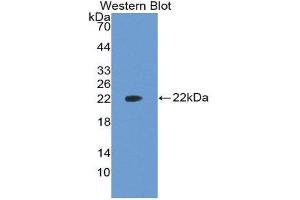 Western Blotting (WB) image for anti-Vascular Endothelial Growth Factor A (VEGFA) (AA 27-190) antibody (ABIN3201332)