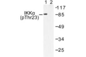 Image no. 1 for anti-conserved Helix-Loop-Helix Ubiquitous Kinase (CHUK) (pThr23) antibody (ABIN318047) (IKK alpha antibody  (pThr23))