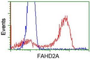 HEK293T cells transfected with either RC211128 overexpress plasmid (Red) or empty vector control plasmid (Blue) were immunostained by anti-FAHD2A antibody (ABIN2453023), and then analyzed by flow cytometry. (FAHD2A antibody)