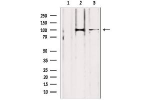 Western blot analysis of extracts from various samples, using LONP1 antibody. (LONP1 antibody  (C-Term))