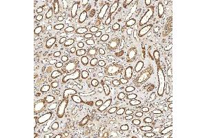 IHC analysis of Syntenin 2/SDCBP2 using anti-Syntenin 2/SDCBP2 antibody (ABIN7600017). (SDCBP2 antibody  (AA 14-292))