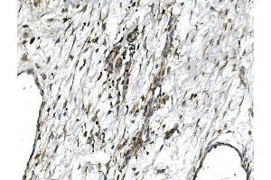 IHC analysis of GNG4 using anti-GNG4 antibody (ABIN7599461). (GNG4 antibody  (AA 1-52))