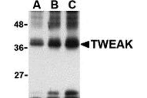Western Blotting (WB) image for anti-Tumor Necrosis Factor (Ligand) Superfamily, Member 12 (TNFSF12) antibody (ABIN1031713) (TWEAK antibody)