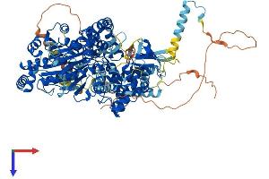 DHX36 Protein (AA 1-1008) (His tag)