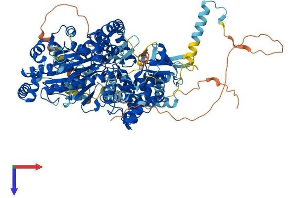 DHX36 Protein (AA 1-1008) (His tag)