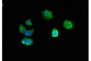 Immunofluorescent analysis of MCF-7 cells using ABIN7173328 at dilution of 1:50 and Alexa Fluor 488-congugated AffiniPure Goat Anti-Mouse IgG(H+L) (TFF3 antibody)