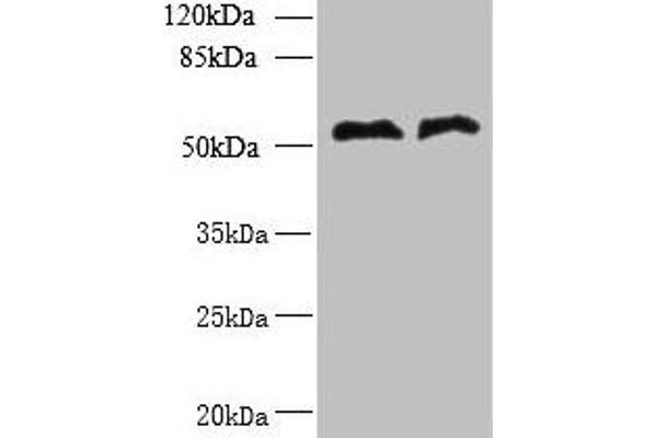 TRIT1 antibody  (AA 1-324)
