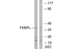 Western blot analysis of extracts from Jurkat cells, using FKBPL antibody. (FKBPL antibody)