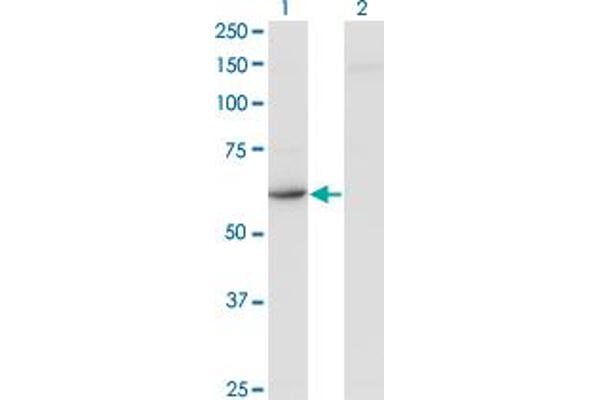 CDR2 antibody  (AA 1-454)