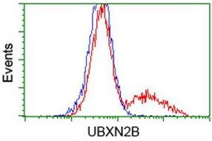 Image no. 1 for anti-UBX Domain Protein 2B (UBXN2B) antibody (ABIN1501659)
