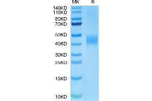 Biotinylated Human B7-H3 on Tris-Bis PAGE under reduced condition. (CD276 Protein (CD276) (AA 29-245) (His-Avi Tag,Biotin))