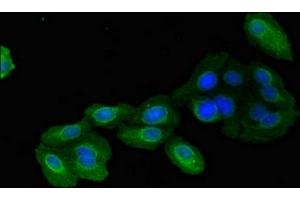 Immunofluorescent analysis of HepG2 cells using ABIN7159696 at dilution of 1:100 and Alexa Fluor 488-congugated AffiniPure Goat Anti-Rabbit IgG(H+L) (IMMT antibody  (AA 76-215))