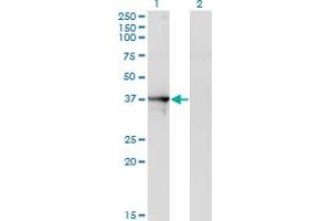 Western Blot analysis of SEPT1 expression in transfected 293T cell line by SEPT1 monoclonal antibody (M03), clone 1F12. (Septin 1 antibody  (AA 1-367))