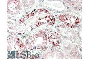 ABIN1781864 (5µg/ml) staining of paraffin embedded Human Kidney. (CA12 antibody  (AA 188-199))