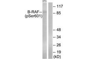 Western blot analysis of extracts from NIH-3T3 cells treated with EGF 200ng/ml 30', using B-RAF (Phospho-Ser602) Antibody. (SNRPE antibody  (pSer602))