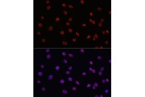 Immunofluorescence analysis of C6 cells using MYCT1 antibody (ABIN7268717) at dilution of 1:100. (Myc Target 1 antibody  (AA 99-235))
