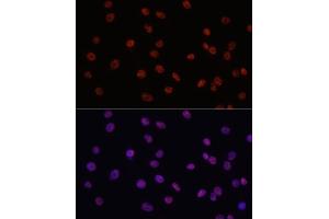 Immunofluorescence analysis of C6 cells using MYCT1 antibody (ABIN7268717) at dilution of 1:100. (Myc Target 1 antibody  (AA 99-235))