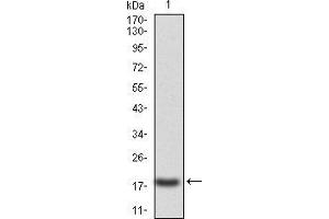 Western blot analysis using CASP3 mAb against human CASP3 (AA: 29-175) recombinant protein. (Caspase 3 antibody  (AA 29-175))