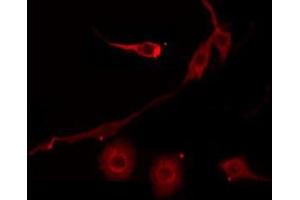 ABIN6275556 staining Hela by IF/ICC. (SERPINB7 antibody  (Internal Region))