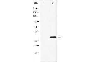 Western blot analysis of CDK1/CDC2 phosphorylation expression in Forskolin treated HepG2 whole cell lysates,The lane on the left is treated with the antigen-specific peptide. (CDK1 antibody  (pThr14))