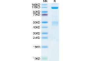 SDS-PAGE (SDS) image for Met Proto-Oncogene (MET) (AA 25-932) protein (Fc Tag) (ABIN7275247)