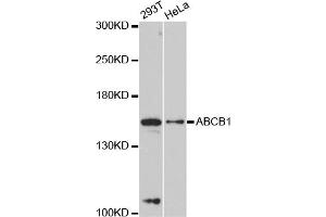 Western blot analysis of extracts of various cell lines, using ABCB1 antibody. (ABCB1 antibody)