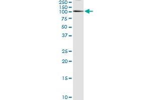 ELF1 (Human) IP-WB Antibody Pair