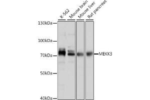 Western blot analysis of extracts of various cell lines, using MEKK3 antibody (ABIN7268652) at 1:1000 dilution. (MAP3K3 antibody  (AA 1-220))