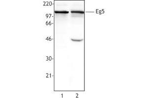 Image no. 1 for anti-Kinesin Family Member 11 (KIF11) (AA 200-500) antibody (ABIN205403) (KIF11 antibody  (AA 200-500))