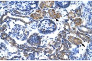 Immunohistochemical staining (Formalin-fixed paraffin-embedded sections) of human kidney with C4BPB polyclonal antibody  at 4-8 ug/mL working concentration. (C4BPB antibody  (N-Term))