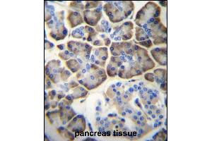 KCNV2 Antibody (C-term) (ABIN657006 and ABIN2846186) immunohistochemistry analysis in formalin fixed and paraffin embedded human pancreas tissue followed by peroxidase conjugation of the secondary antibody and DAB staining.