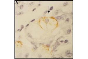 Immunohistochemistry image of CCK-BR staining in paraffn section of human stomach biopsy. (CCKAR antibody  (AA 206-219))