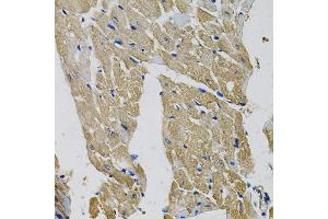 Immunohistochemistry of paraffin-embedded mouse heart using EIF3H Antibody. (EIF3H antibody)