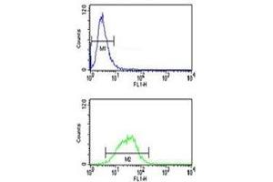 MAG antibody flow cytometry analysis of NCI-H460 cells (bottom histogram) compared to negative control cells (top histogram). (MAG antibody  (AA 439-466))