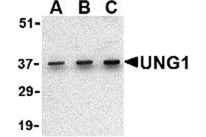 Western Blotting (WB) image for anti-Uracil-DNA Glycosylase (UNG) (C-Term) antibody (ABIN1030793) (UNG antibody  (C-Term))