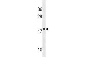 RPS17L antibody western blot analysis in NCI-H292 lysate.