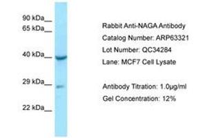 Image no. 1 for anti-N-Acetylgalactosaminidase, alpha (NAGA) (AA 71-120) antibody (ABIN6749967) (NAGA antibody  (AA 71-120))