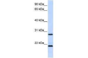 Western Blotting (WB) image for anti-Mucin 1 (MUC1) (N-Term) antibody (ABIN635866)