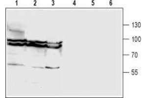 Western blot analysis of rat brain (lanes 1 and 4), mouse brain (lanes 2 and 5) and human U87-MG glioma cell (lanes 3 and 6) lysates: - 1-3. (GLYT1 antibody  (2nd Extracellular Loop))