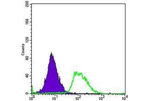Flow cytometric analysis of Hela cells using PODXL mouse mAb (green) and negative control (purple). (PODXL antibody)