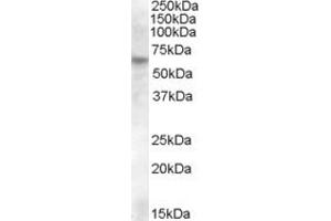 ABIN238680 (0. (RPE65 antibody  (Internal Region))
