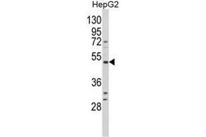 Western blot analysis of BDKRB1 Antibody (Center) in HepG2 cell line lysates (35ug/lane).